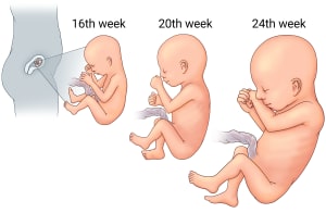 Side view of a pregnant person showing the fetus inside the uterus. Three insets show the fetus at different stages of growth during the second trimester.