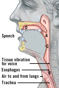 Illustration of the airways and voice box