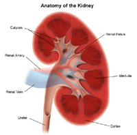 Ilustración de la anatomía del riñón